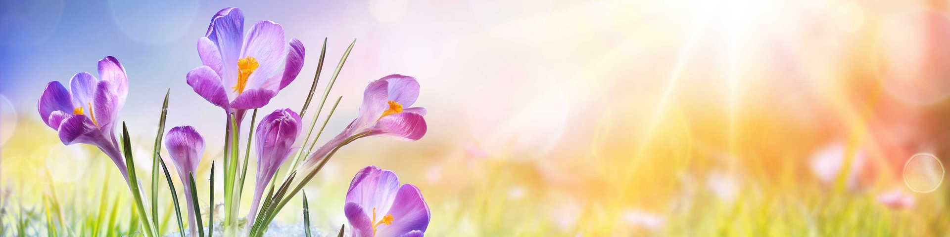 En gruppe lilla krokus blomster vokser frem fra det smeltende sne. I baggrunden ses en lys, solbeskinnet himmel med bløde farver, hvilket signalerer forårets komme. Blomsterne strækker sig mod lyset, hvilket symboliserer liv og fornyelse.